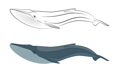 whale marine mammals from the order of cetaceans linear and character