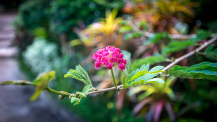 Calliandra haematocephala Hassk flower, beautiful nature