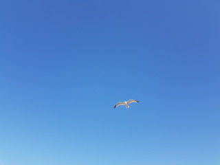 Goéland dans le ciel, à Saint-Malo