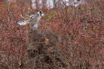 White-tailed deer