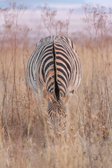 Zebra eating in grass