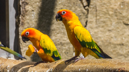 Beautiful parrot portrait