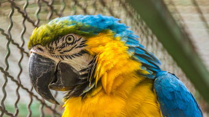 Beautiful parrot portrait