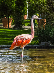 Beautiful flamingo standing in the water with reflections