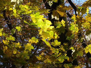 Fototapeta na wymiar NL. A tree with leaves in the sunshine