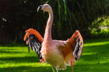 Fototapeta premium Beautiful flamingo standing and flapping