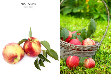 Creative summer layout made of nectarine fruit with space for your text.Food concept.