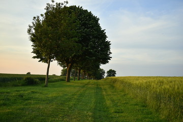 Fototapeta na wymiar tree line up at green fields