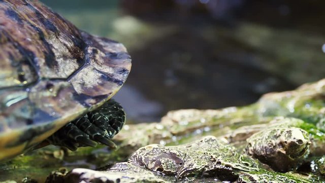 Pond slider, Trachemys scripta, common medium-sized semi-aquatic turtle. Red-eared turtles.