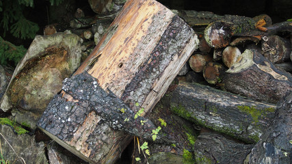 older tree stumps in a forest