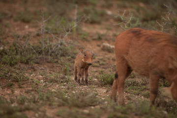 Baby warthog