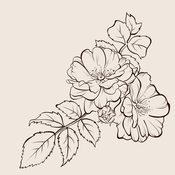 Vintage flower bouquet. Vector drawing. Sketch sakura flower.