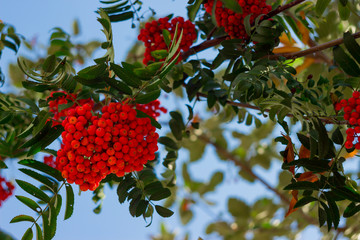 Red ripe bunch of rowan with green rowan leaves in autumn against blue sky. Autumnal colorful red rowan branch. Bunch of orange ashberry.