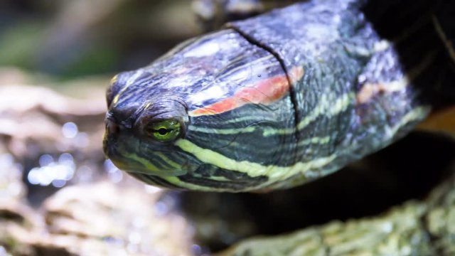 Pond slider, Trachemys scripta, common medium-sized semi-aquatic turtle. Red-eared turtles.
