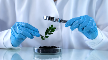 Researcher looking green plant through magnifying glass, agrochemicals analysis