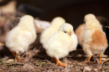 Poussins © mathisprod