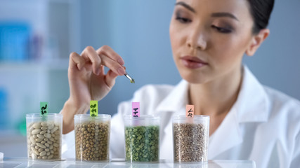 Lady biochemist analyzing pea grain organic food inspection nutrition properties
