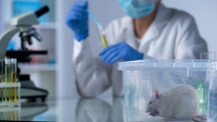 Lab rat in plastic box on table, woman scientist mixing chemical liquids in tube
