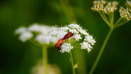 butterfly on a flower