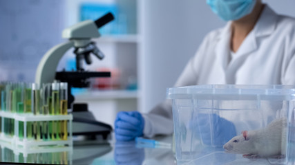 Scientist sitting at table, test rat in plastic box, medicine testing on animals