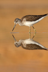 Common Greenshank, Tringa nebularia, Looking for food in the water at sunset
