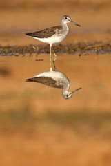 Common Greenshank, Tringa nebularia, Looking for food in the water at sunset