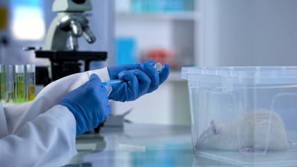 Scientist preparing injection, new cancer medicine testing on rat, experiments