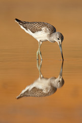 Common Greenshank, Tringa nebularia, Looking for food in the water at sunset