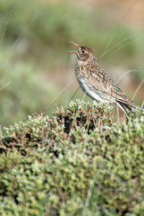 Dupont lark, Chersophilus duponti, in its habitat singing, Spain