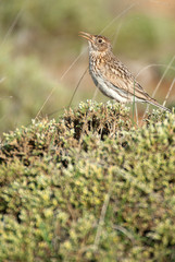 Dupont lark, Chersophilus duponti, in its habitat singing, Spain