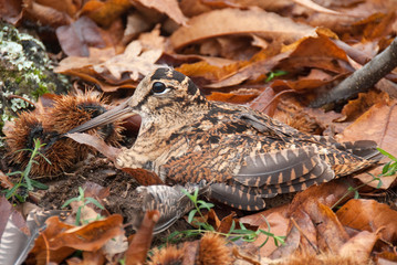 Eurasian woodcock, Scolopax rusticola, camouflaged among the leaves in Autumn
