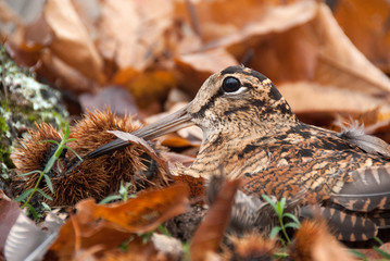 Eurasian woodcock, Scolopax rusticola, camouflaged among the leaves in Autumn © JAH