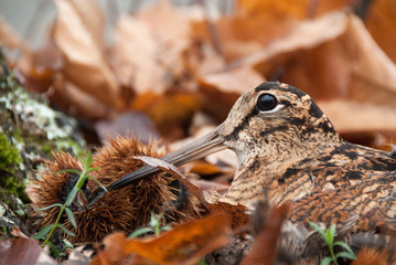Eurasian woodcock, Scolopax rusticola, camouflaged among the leaves in Autumn