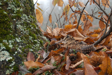 Eurasian woodcock, Scolopax rusticola, camouflaged among the leaves in Autumn