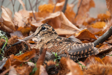Eurasian woodcock, Scolopax rusticola, camouflaged among the leaves in Autumn