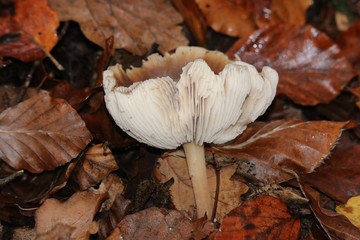 Pied de mouton