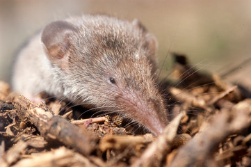 Greater shrew with white teeth (Crocidura russula) coming out of hiding