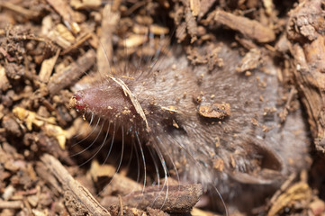 Greater shrew with white teeth (Crocidura russula) coming out of hiding