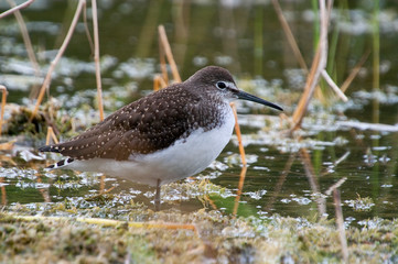 Green sandpiper in its habitat (Tringa ochropus)