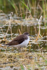 Green sandpiper in its habitat (Tringa ochropus)