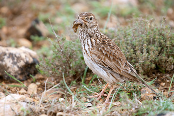 Lark of Dupont, Chersophilus duponti, in its habitat, Spain