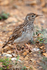 Lark of Dupont, Chersophilus duponti, in its habitat, Spain