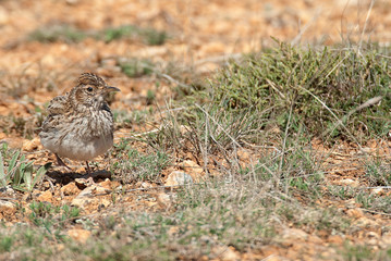 Lark of Dupont, Chersophilus duponti, in its habitat, Spain