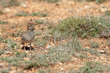 Lark of Dupont, Chersophilus duponti, in its habitat, Spain