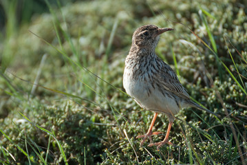 Lark of Dupont, Chersophilus duponti, in its habitat, Spain
