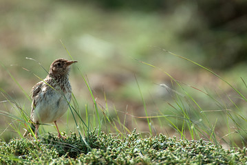 Lark of Dupont, Chersophilus duponti, in its habitat, Spain