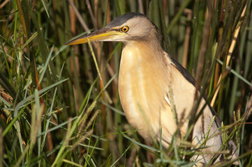 Portrait of The little bittern (Ixobrychus minutus)