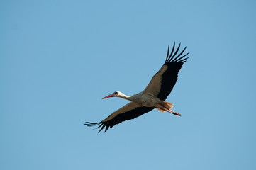 White stork in flight (Ciconia ciconia)
