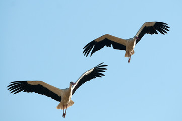 White stork in flight (Ciconia ciconia)