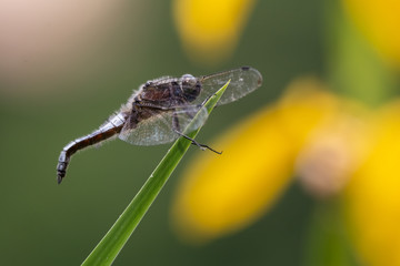 libellule